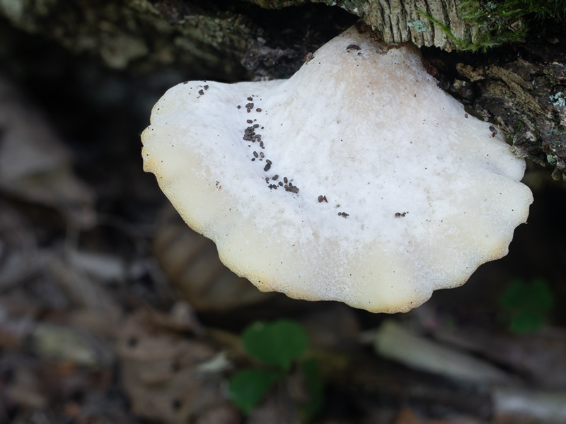 Hohenbuehelia wilhelmii